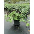 thumbnail image 3 of Chester Blackberry, 3 of 3