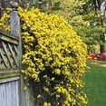thumbnail image 6 of Carolina Jasmine  2 Large Gallon Size Plants  Gelsemium Sempervirens Jessamine  Fragrant Blooming Vine Foliage, 6 of 8