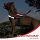 thumbnail image 5 of Set de chaleco, arnés y correa para perros de servicio Animire in Training, 5 of 8