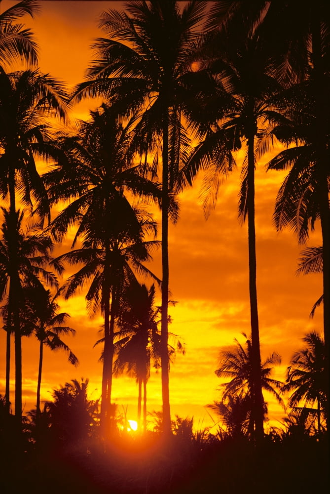 Many Palms Silhouetted In Vibrant Orange Sunset Sky Stretched Canvas