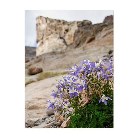 Chasm Lake Columbines - Colorado Photography Flowers Mountain Nature Floral Scenic Botanical Landscape Unframed Wall Art Print 5 x 7 inches