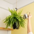 thumbnail image 5 of Expert Gardener 16-22" Tall Boston Fern, Bright Indirect Sunlight, Indoor Live House Plants, 5 of 10