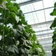 thumbnail image 3 of Ganfancp Gancho para Tomates Clips de Soporte para Tomates Soporte para Tomates Contra Pellizcos Ofertas Del Día Sólo En Línea 8X Ganchos para Plantas y Hortalizas, 3 of 4