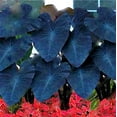 thumbnail image 2 of Black Magic Elephant Ear Bulbs for Planting - Grow Stunning Black Elephant Ears Plants - Colocasia Esculenta (1 Bulb), 2 of 3