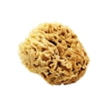 thumbnail image 3 of 3" Sea Sponge, 3 of 8