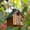 Brown, variant on Garden Decoration, Outdoor Bird House, Parrot, Winter Insulation, Bird House, Resin Crafts And Ornaments