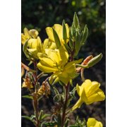 Plant Good Seed Large Flowered / Magic Evening Primrose Seed Packet Perennial Yellow Flower Full Sun