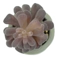 thumbnail image 2 of Planta Artificial con Maceta Mainstays 10 cm Mini Suculenta, 2 of 4