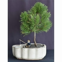 Bonsai Boy of   York c2078 Pine Bonsai Tree with Land & Water Pot - Pinus Mugo Valley Cushion