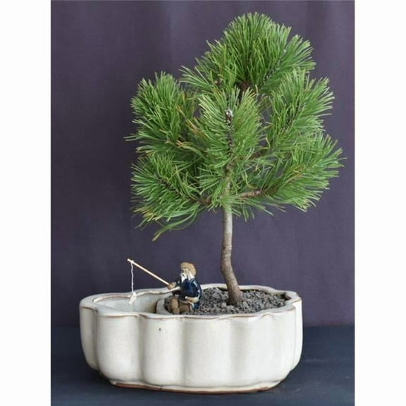 Bonsai Boy of   York c2078 Pine Bonsai Tree with Land & Water Pot - Pinus Mugo Valley Cushion