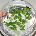 thumbnail image 1 of FENGGUIQU 1Set Simulation Floating Duckweed Plastic Aquarium Plant for Tank Decoration, 1 of 8