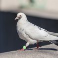 thumbnail image 2 of 100 Pcs Plastic Pigeon Foot Ring Birds Leg Rings Pigeon Foot Bands Clip Rings, 2 of 6