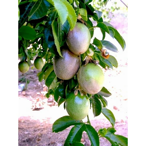 Bountiful Garden Nursery Purple Passion Fruit Vine 2-1/2" Purple Frederick Live Plants