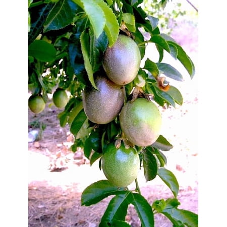 Bountiful Garden Nursery Purple Passion Fruit Vine 2-1/2" Purple Frederick Live Plants