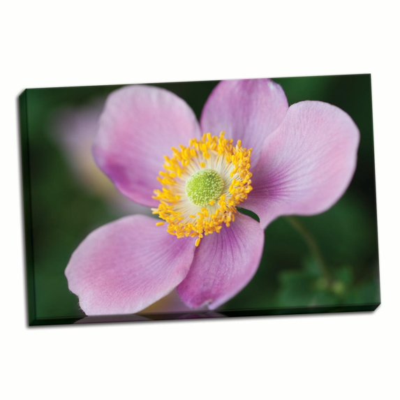 Gango Home Decor Anemone II by Erin Berzel (Ready to Hang); One 36x24in Hand-Stretched Canvas
