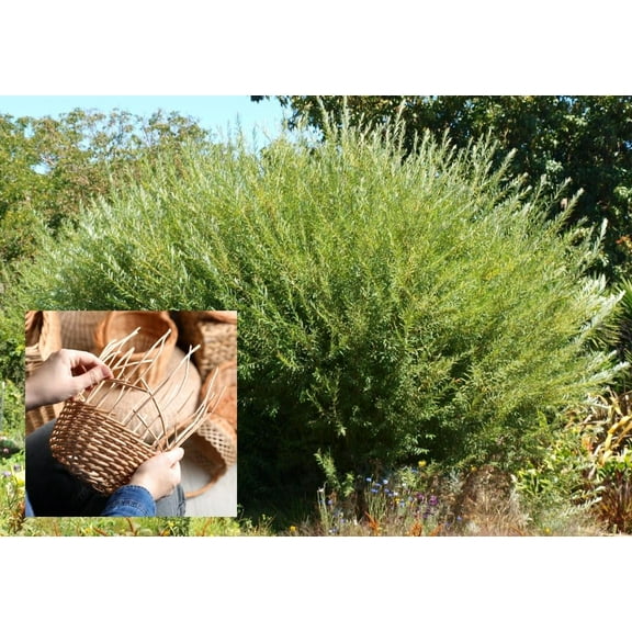 Basket Willow Cuttings to Grow - Used to Make Willow Basket Weaving or Willow Fence- Salix viminalis, Osier Willow (10 Cuttings)