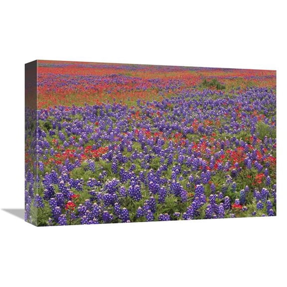 12 x 18 in. Hill Country Wildflowers Including Sand Bluebonnets & Paintbrush, Texas Art Print - Tim Fitzharris