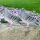 thumbnail image 3 of Decoración De Jardín, Decoración De Estatuilla De Palomas, Decoración De Boda De Balcón Para Decoración Del Hogar Patio OTVIAP Garden Decor, 3 of 8