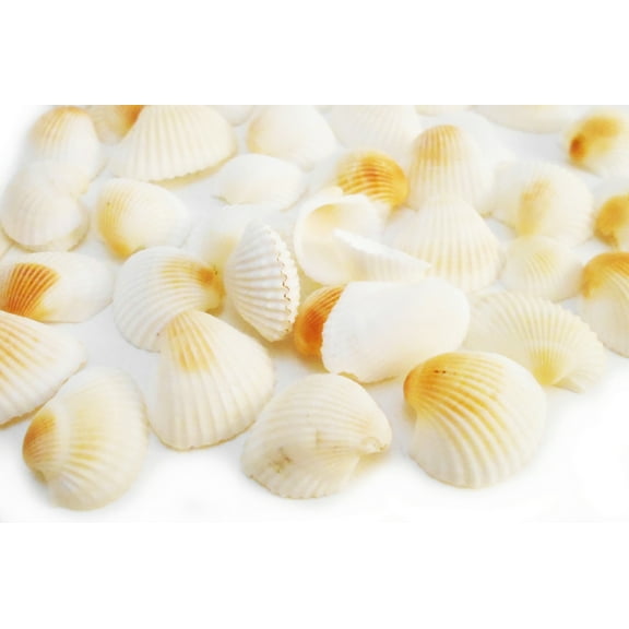 Florida Shells and Gifts 4oz (80) Small White Granosa Shells 1 - 1 1/2" Beach Crafts Wedding Decor Nautical
