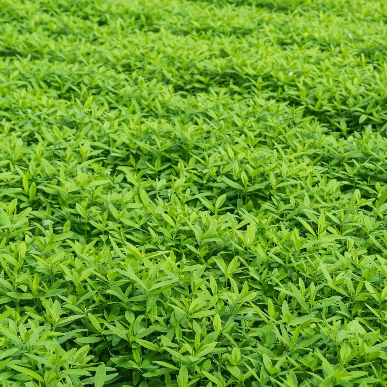 Garden Cover Crop Mix Seeds - 5 Lbs - Blend of All Purpose Gardening Cover Crop Seeds: Hairy Vetch, Daikon Radish, Forage Collards, Triticale, More