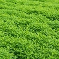 thumbnail image 5 of No-Till Farm and Garden Cover Crop Mix Seeds - 1 Lbs - Blend of Gardening Cover Crop Seeds: Hairy Vetch, Daikon Radish, Forage Collards, Triticale, More, 5 of 7