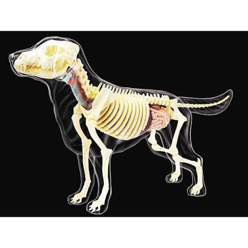 4D Vision Full Skeleton Dog Model