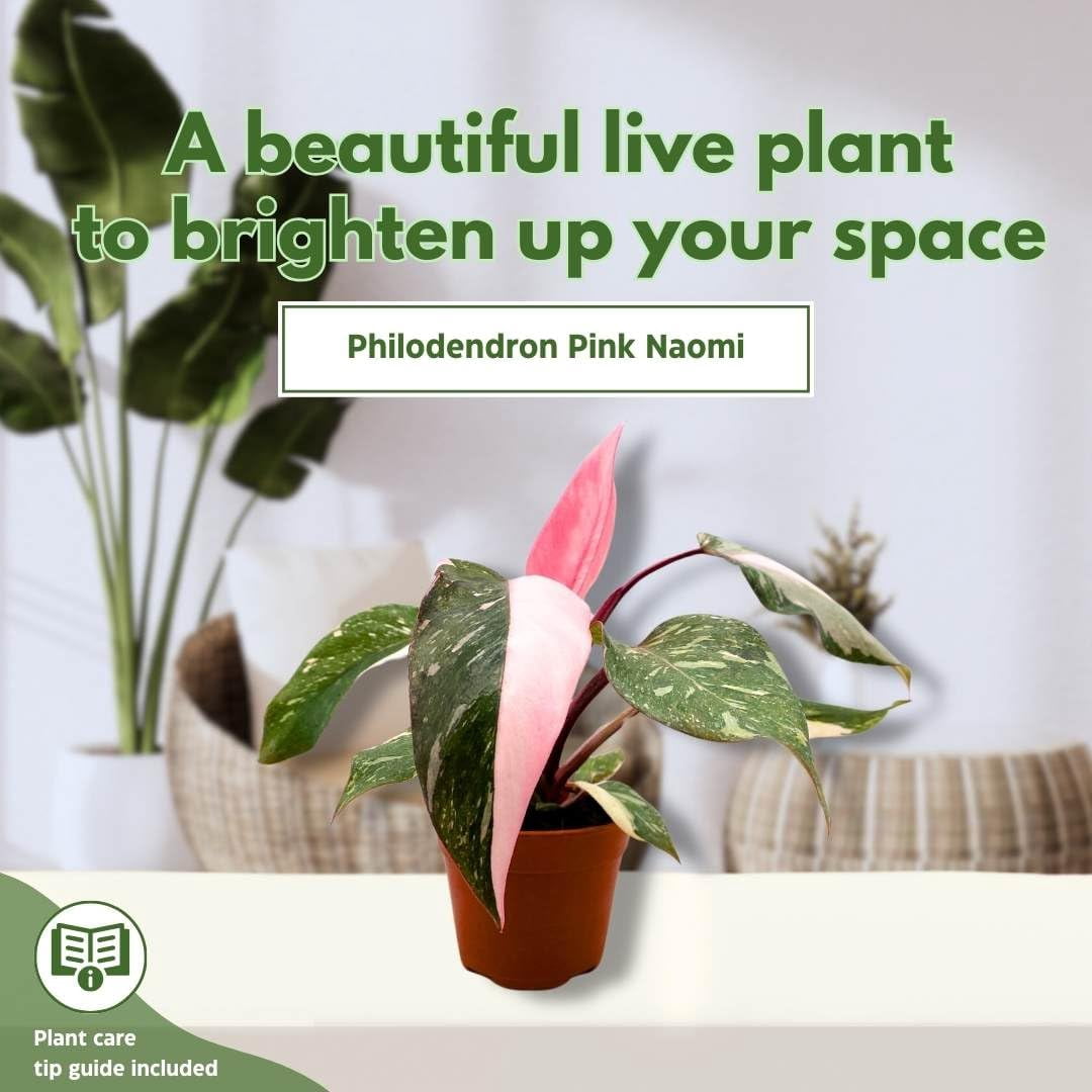 BubbleBlooms Philodendron Pink Naomi 4 inch Pink Princess