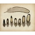 thumbnail image 3 of Unknown 14x12 Black Modern Framed Museum Art Print Titled - Vintage Feathers IX, 3 of 5