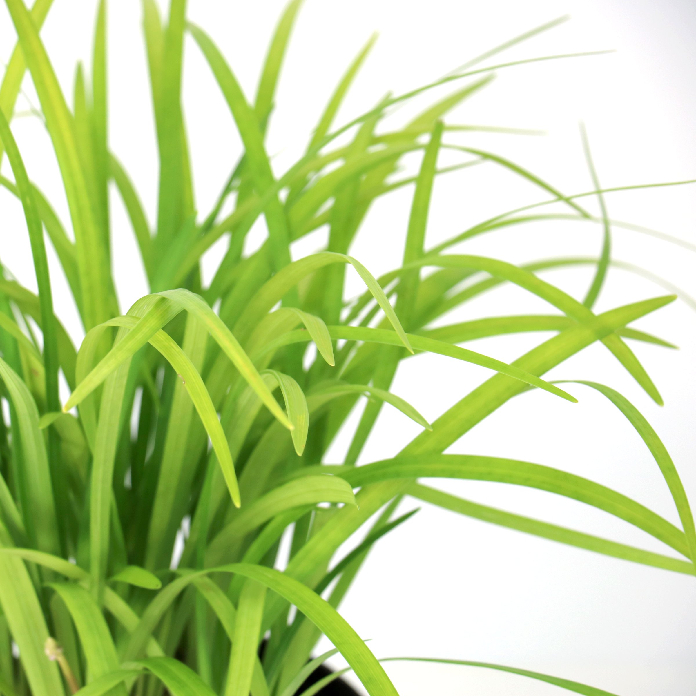 National Plant Network 1 gal. Liriope Emerald Goddess Grass