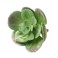 thumbnail image 5 of KGJQ Mini Artificial Succulents Realistic Fake Small Cactus Plants Colorful Faux Flocked Unpotted Plants for Garden Flower Pot Kitchen Home Decor, 5 of 8