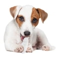 thumbnail image 3 of Juguete Masticable para Perro Nylabone Sabor Pollo Dino Dental Dura Pequeño, 3 of 10