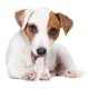 thumbnail image 3 of Juguete Masticable para Perro Nylabone Sabor Pollo Dino Dental Dura Pequeño, 3 of 10