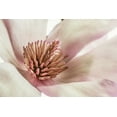 thumbnail image 2 of Poinski, Dianne 14x11 White Modern Wood Framed Museum Art Print Titled - Pink Magnolia 3, 2 of 4