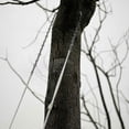 thumbnail image 3 of 48" Inch High Reach Limb Tree Hand Rope Chain Saw Blades On Both Side Portable, 3 of 3
