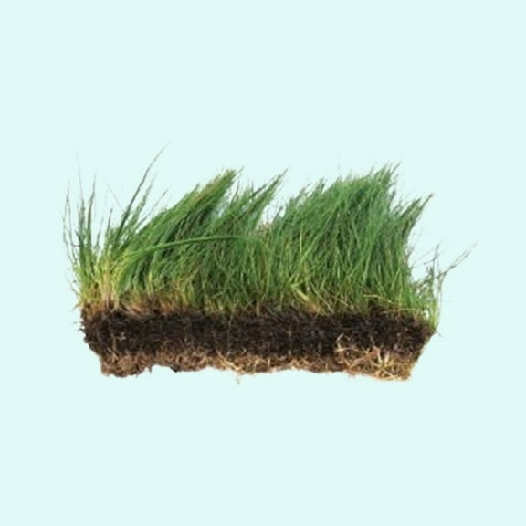 Canton Aquatics Aquarium Dwarf Hairgrass Premium MAT - All Natural & Organic Aquatic Hair Grass - Help to Filter The Water - Long Lasting & Easy to Care - 3 X 5 Inch BUY2 GET1 FREE