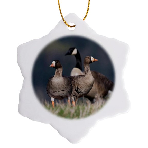 3drose, Greater White-fronted Geese and Canada Goose, 3 inch Snowflake Porcelain Ornament