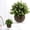 C, variant on Artificial Eucalyptus Topiary Plant, Faux Cream White Greenery in Dark Gray Pot, Mini Table Fake Plant for Home, Office, Desk Decoration, Centerpiece and Gift