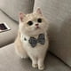 thumbnail image 2 of Dog Cat Crochet Bow Tie Collar Cute Knitted Scarf Plaid Pet Wool Bandana Collar with Flower Bell Cat Necklace, 2 of 4