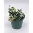 thumbnail image 3 of Variegated Hindu Rope, Hoya Compacta Carnosa, Very Rare Limited Live Plant, in 4 inch Pot, 3 of 8