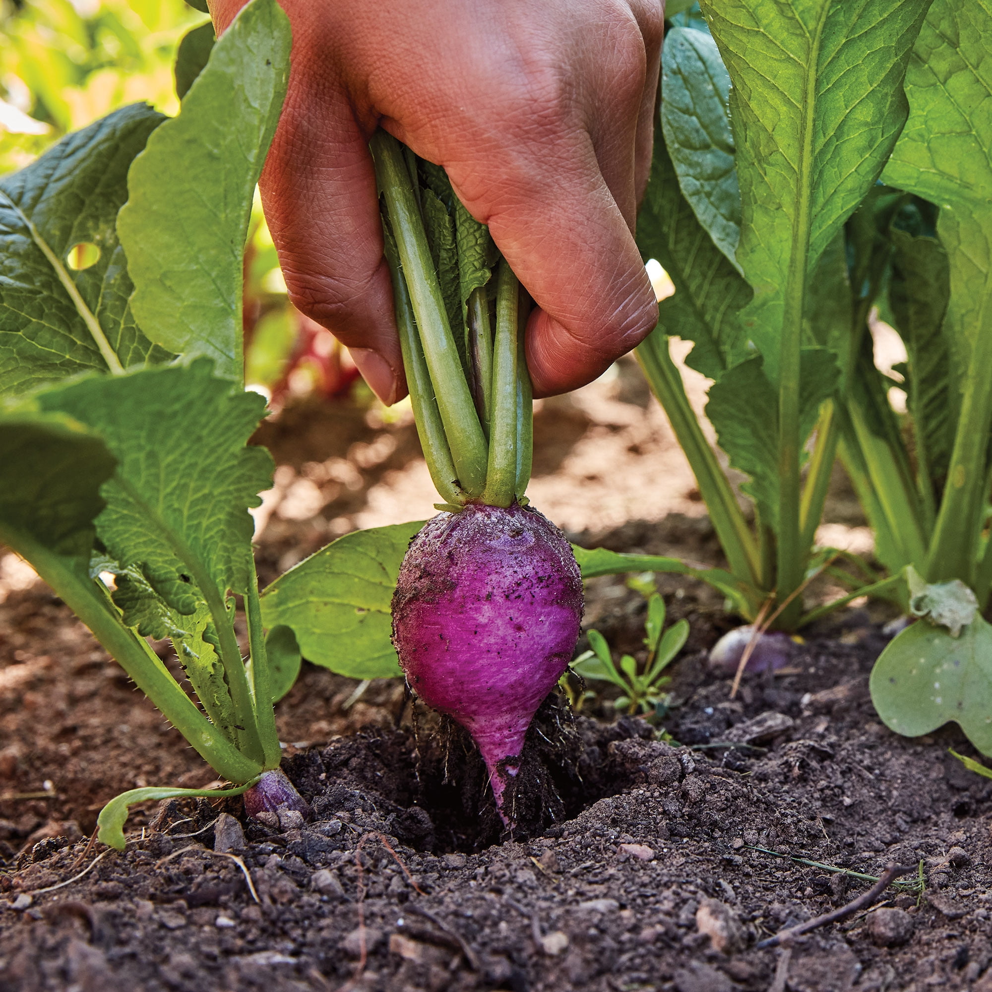 Burpee Royal Purple Radish Seeds -Easy to Grow, Vegetable Gardening Seeds, 1-Pack