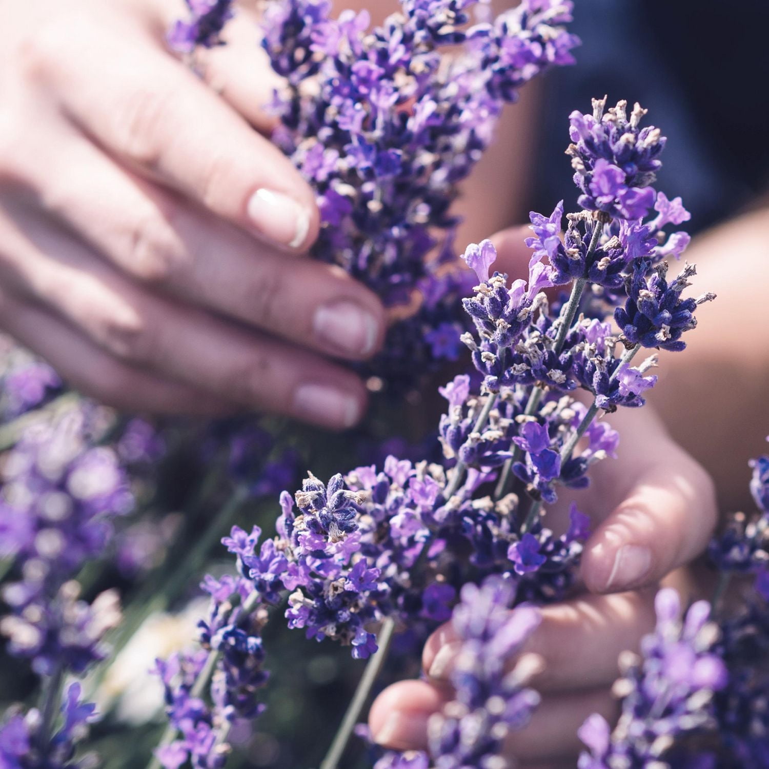 Revitalisant Herbal Essences pour cheveux bouclés, huile de jojoba et lavande 13,5 oz liq./400 mL