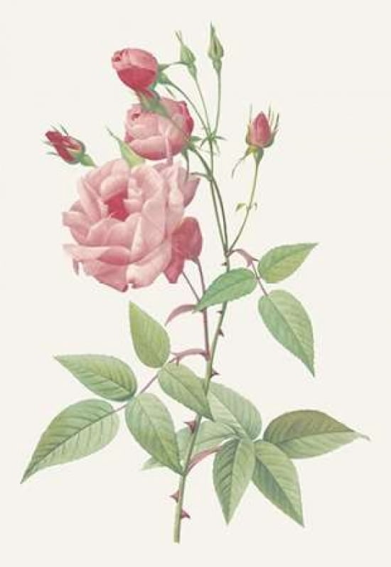 Rosa Indica Vulgari
