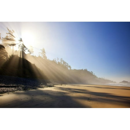 Sunrise over Trees Along Indian Beach, Oregon Coast, Pacific Northwest. Pacific Ocean Print Wall Art By Craig