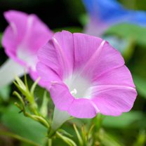 Outsidepride Morning Glory Pink - 100 Seeds