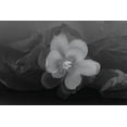 thumbnail image 2 of Beraldo, Zandina Muench 14x11 Gold Ornate Wood Framed with Double Matting Museum Art Print Titled - Black and white flower, 2 of 4