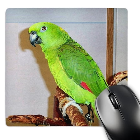 3dRose  Yellow Nape Parrot  MousePad price history on PriceWatchPro