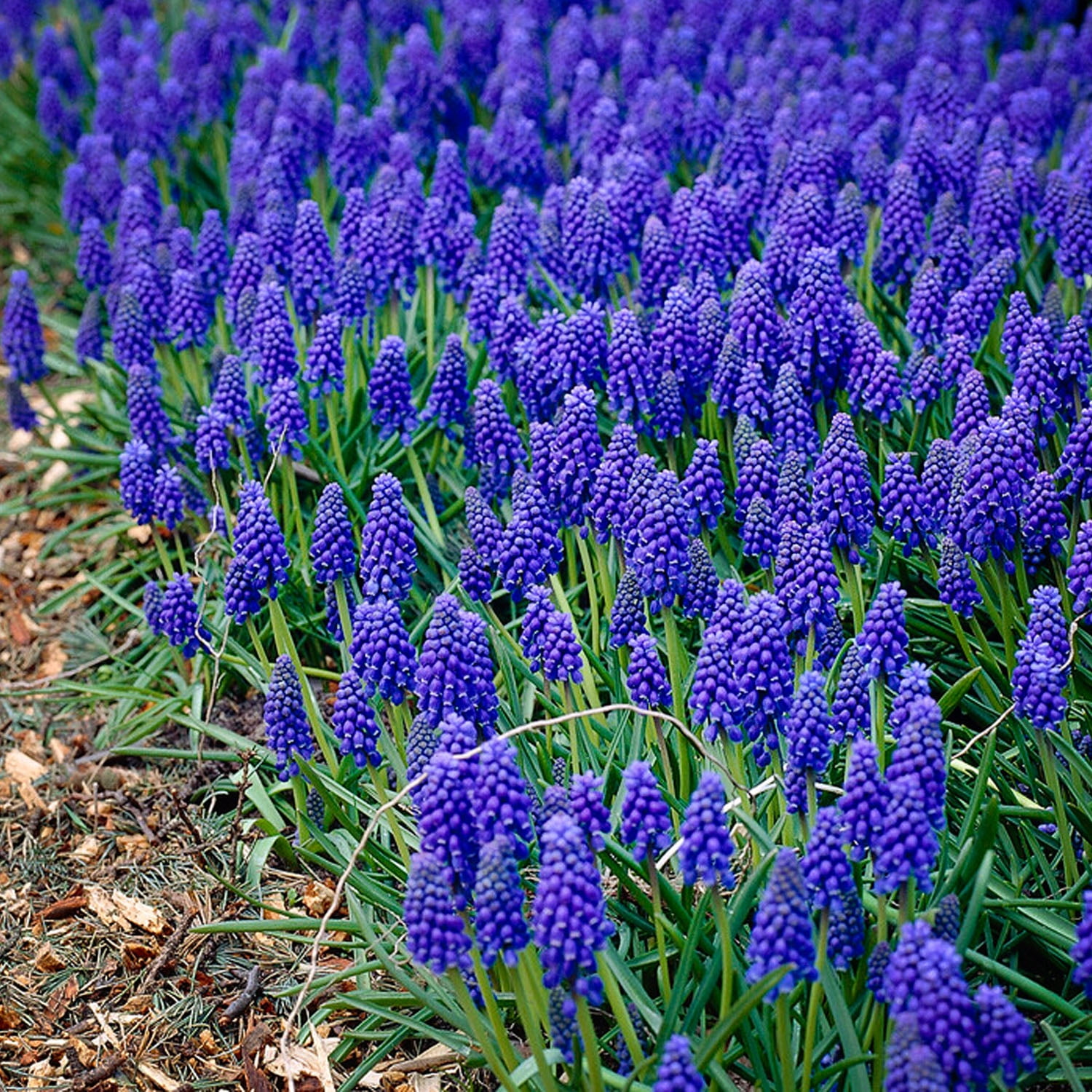 Garden State Bulb Muscari Grape Hyacinth Flower Bulbs, 8/9cm, Fragrant (Bag of 100)