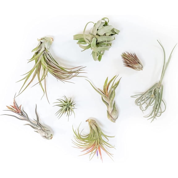 Air plant shop Tillandsia Air Plant Grab Bag of Premium Medium & Large Plants- Wholesale and Bulk - Succulents - Live Tillandsia - Easy Care Indoor and Outdoor House Plants (Pack of 10)