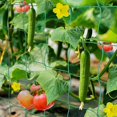 thumbnail image 1 of Malla de jardín, soporte de plantas de escalada de red de 2x5m, adecuado para pepinos, tomates, redes de escalada de plantas de cosecha. Utilizado en Greenhous Feliz Sencillez, 1 of 4