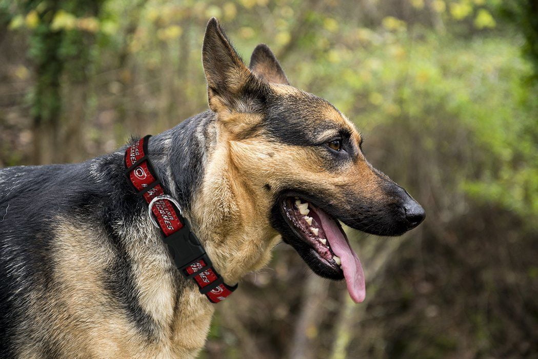 Pets First NHL Carolina Hurricanes Cat and Dog Collar - Heavy-Duty, Durable & Adjustable Collar
